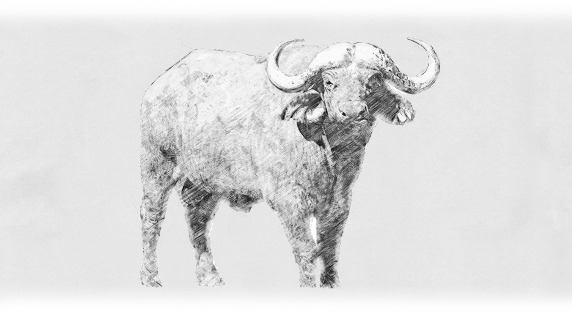 08_Stier