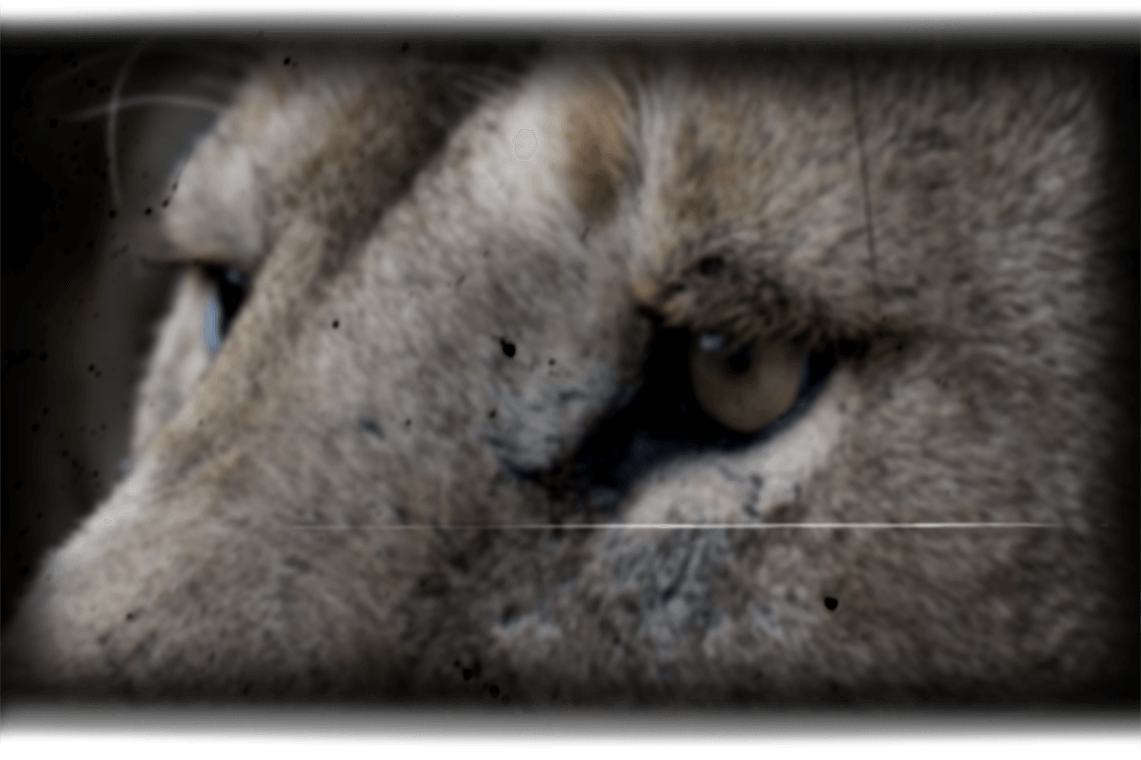Löwenstark Online Marketing GmbH