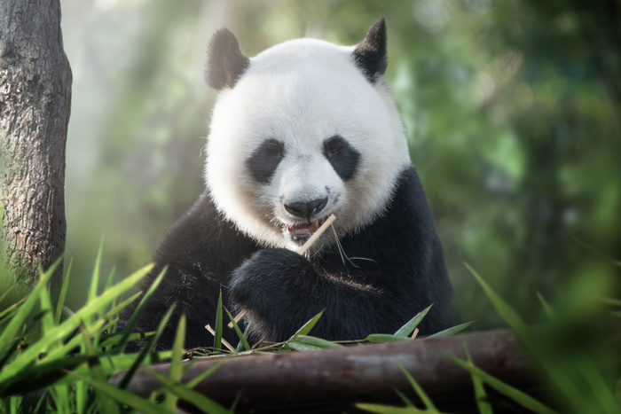 Alles was Sie zum Google update Panda wissen müssen