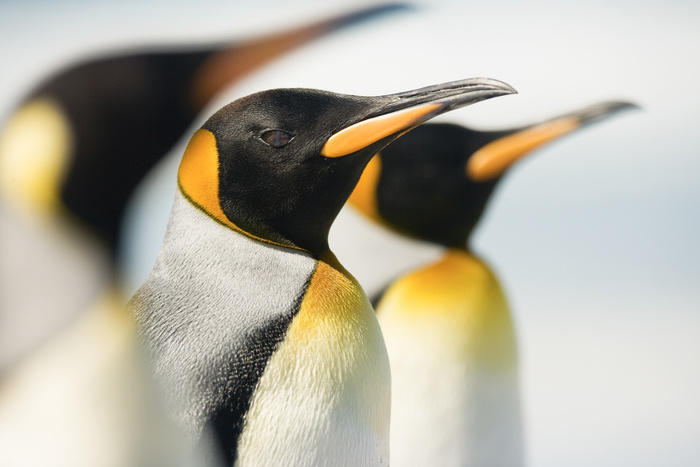 Erfahren Sie alles über das Google Penguin Update