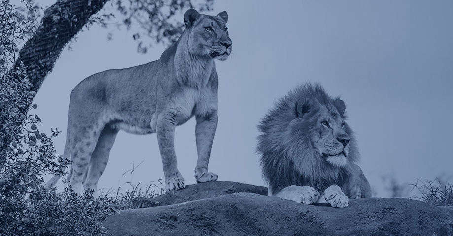 Sogou [Suchmaschine] Funktionen & Wissen