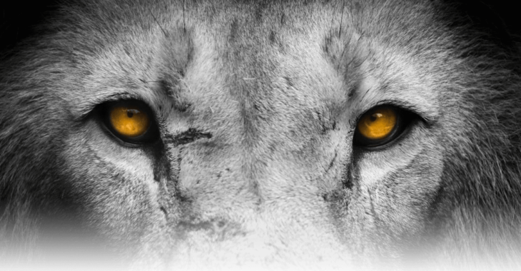 Löwenstark Online Marketing GmbH